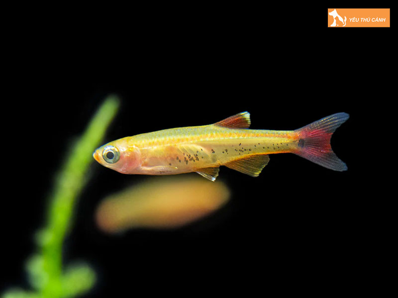 Cach-nuoi-ca-may-chuan-chinh-1-thucanh
