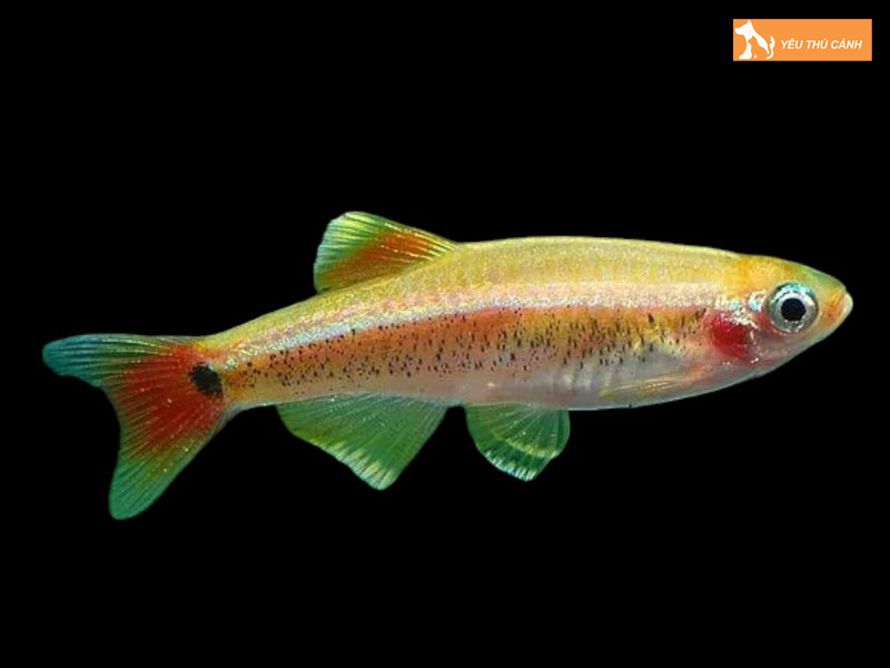 Cach-nuoi-ca-may-chuan-chinh-thucanh