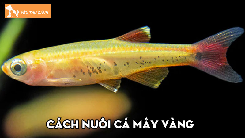 Cách nuôi cá mây vàng khỏe đẹp, tất tần tật từ A-Z Cách nuôi cá mây vàng khỏe đẹp, tất tần tật từ A-Z
