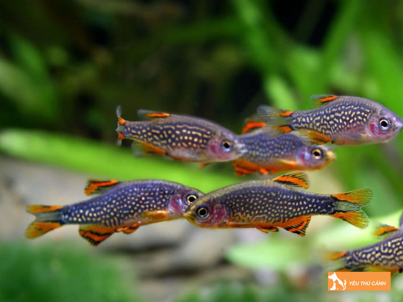 Cach-nuoi-ca-tram-galaxy-khoe-dep-2-thucanh