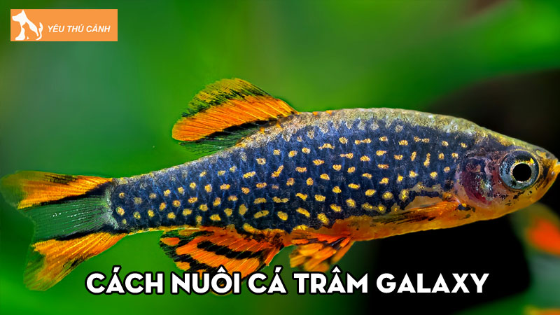 Cách nuôi cá Trâm galaxy khỏe đẹp, tuổi thọ cao trong bể thủy sinh Cách nuôi cá Trâm galaxy khỏe đẹp, tuổi thọ cao trong bể thủy sinh