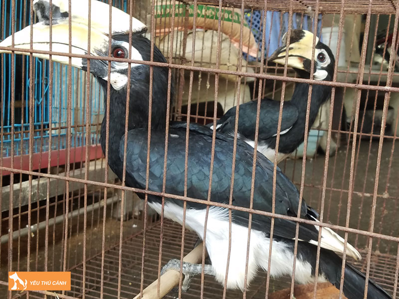 Cach-nuoi-chim-cao-cat-dep-hieu-qua-thucanh