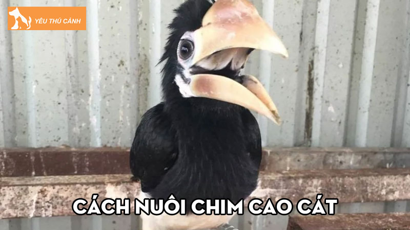 Cách nuôi chim cao cát đúng kỹ thuật, sống lâu