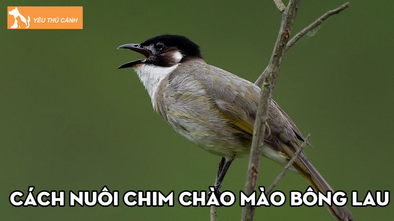 Cách nuôi chim chào mào bông lau lớn nhanh, tuổi thọ cao Cách nuôi chim chào mào bông lau lớn nhanh, tuổi thọ cao