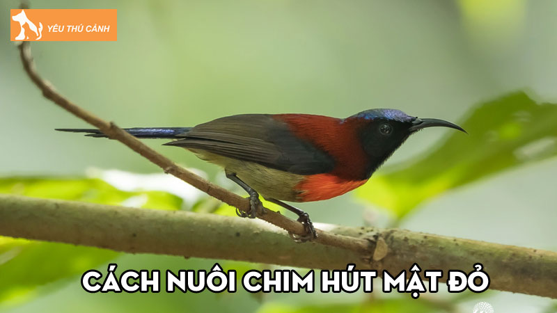Cách nuôi chim hút mật đỏ đẹp, lớn nhanh như thổi Cách nuôi chim hút mật đỏ đẹp, lớn nhanh như thổi