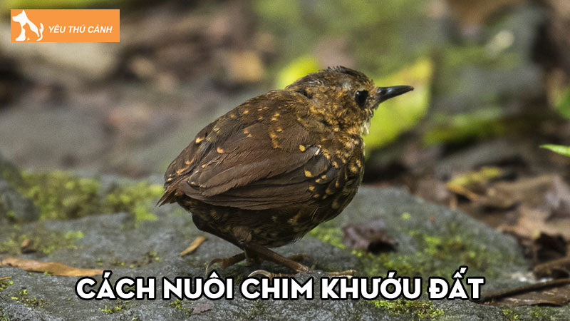 Cách nuôi chim khướu đất đúng kỹ thuật dành cho người mới Cách nuôi chim khướu đất đúng kỹ thuật dành cho người mới