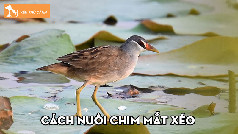 Cách nuôi chim mắt xéo đúng kỹ thuật, ai cũng nên thử