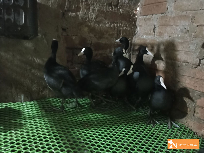 Cach-nuoi-chim-sam-cam-loi-nhuan-cao-1-thucanh