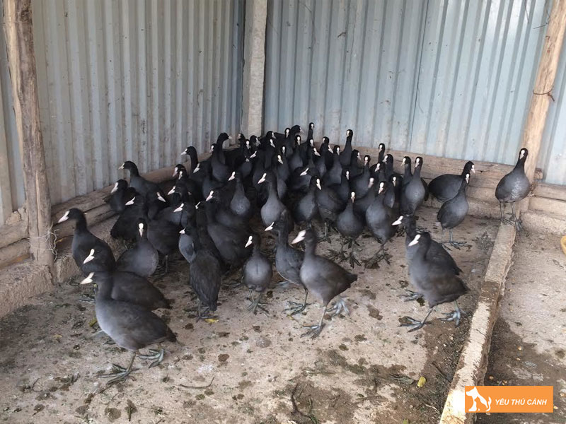 Cach-nuoi-chim-sam-cam-loi-nhuan-cao-thucanh