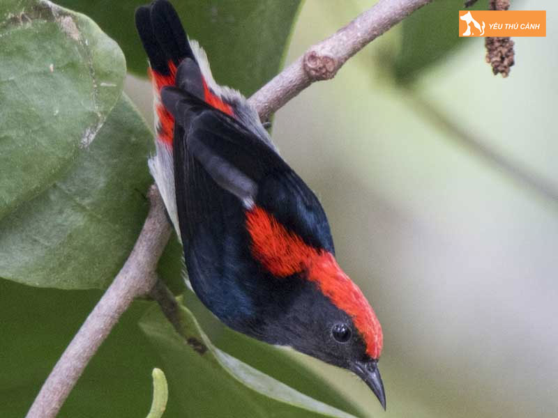 Cach-nuoi-chim-sau-lung-do-1-thucanh