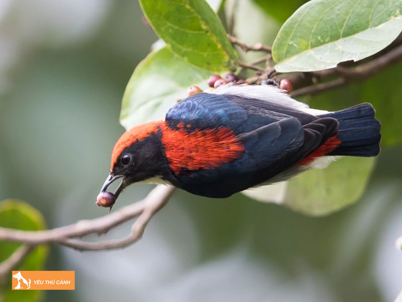 Cach-nuoi-chim-sau-lung-do-2-thucanh