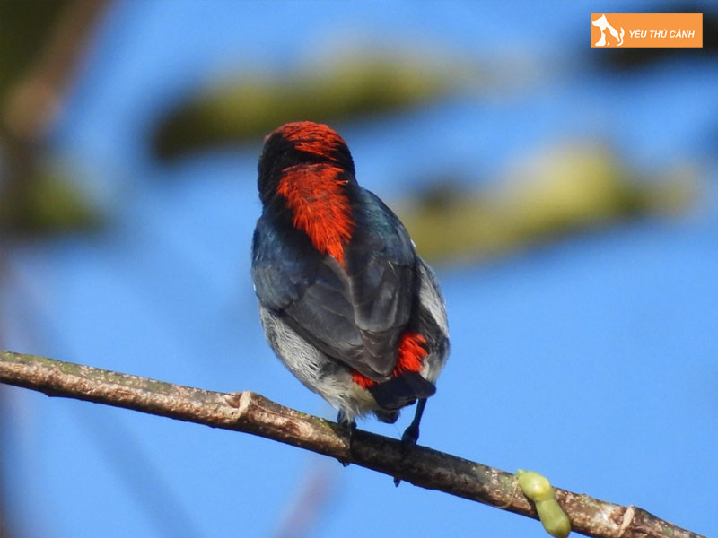 Cach-nuoi-chim-sau-lung-do-thucanh