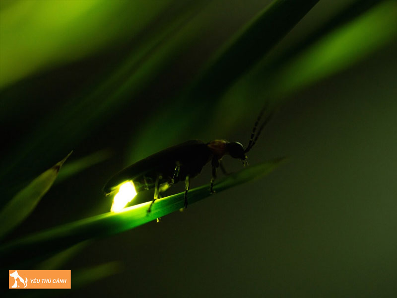 Cach-nuoi-dom-dom-tai-nha-1-thucanh