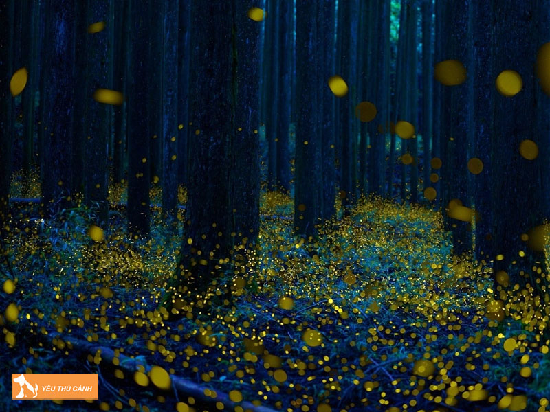 Cach-nuoi-dom-dom-tai-nha-thucanh