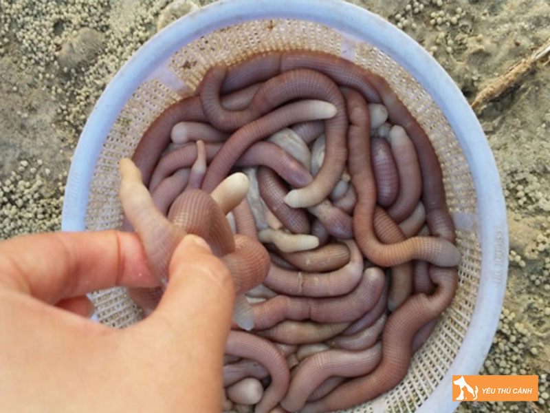 Cach-nuoi-sa-sung-nang-suat-cao-1-thucanh