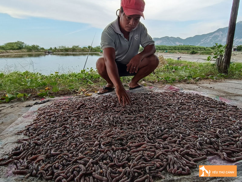 Cach-nuoi-sa-sung-nang-suat-cao-2-thucanh