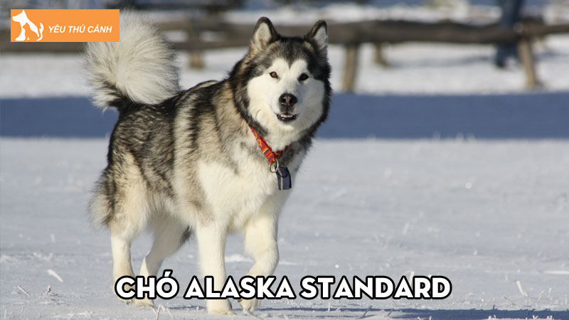 Chó Alaska Standard có điểm gì nổi bật? Cách nuôi ra sao?