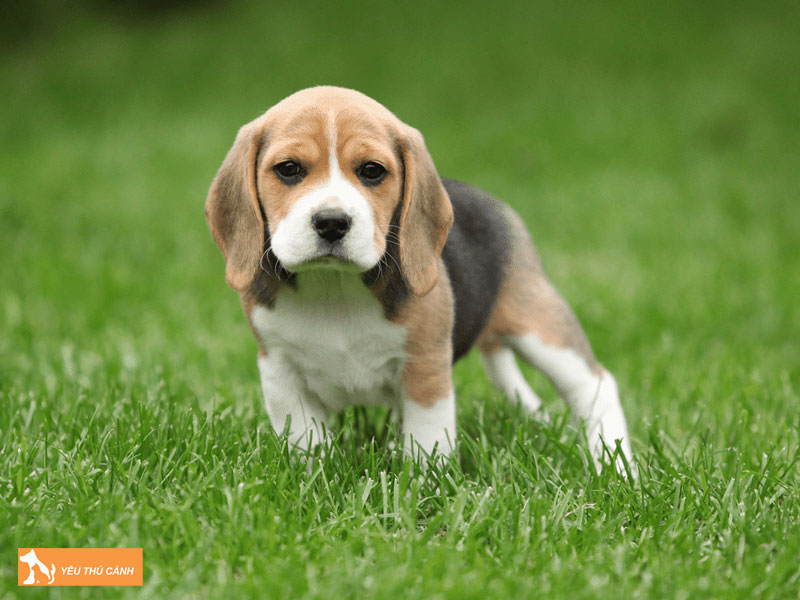 Cho-beagle-thucanh