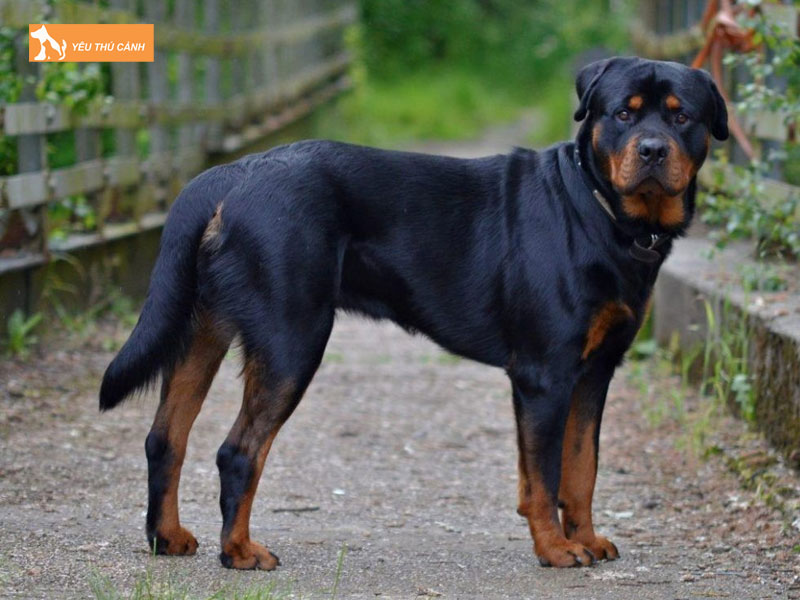 Cho-becgie-lai-rottweiler-la-gi-thucanh
