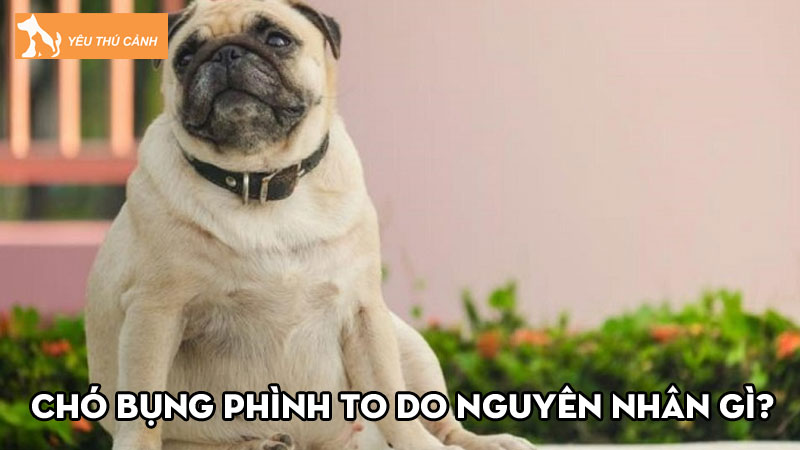 Chó bụng phình to do nguyên nhân gì? Cách điều trị ra sao?