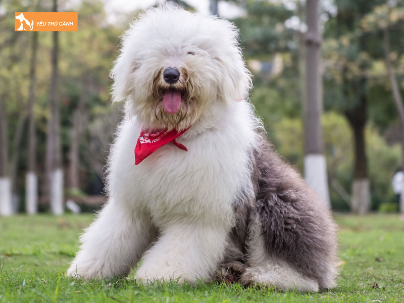 Cho-chan-cuu-anh-co-la-giong-cho-gi-thucanh