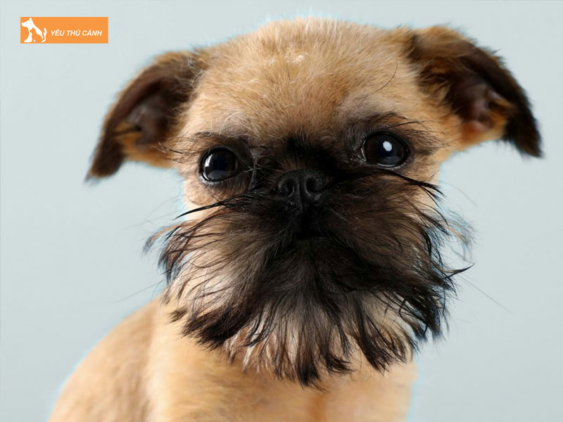Cho-chan-cuu-griffon-brussels-la-gi-thucanh