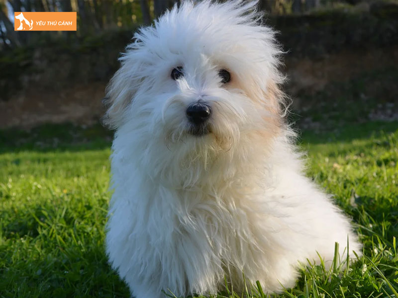 Cho-coton-de-tulear-la-giong-cho-gi-thucanh