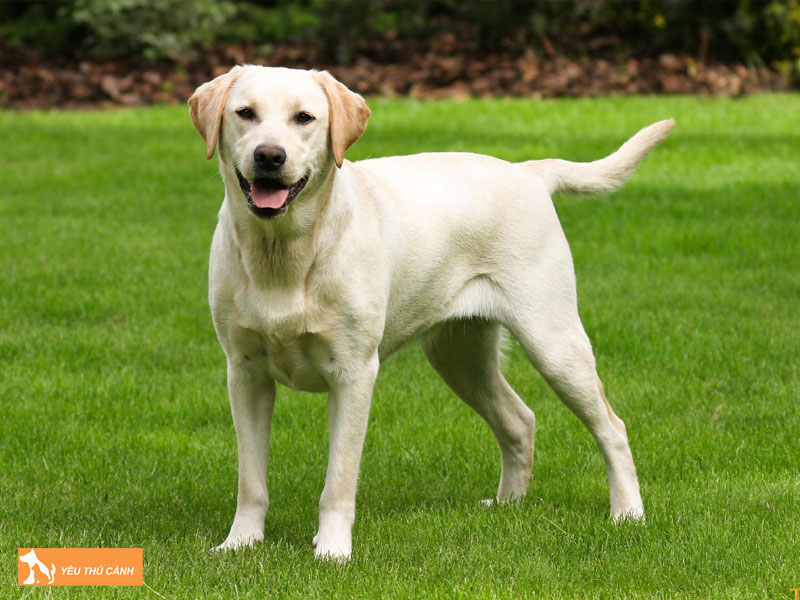 Cho-labrador-retriever-thucanh