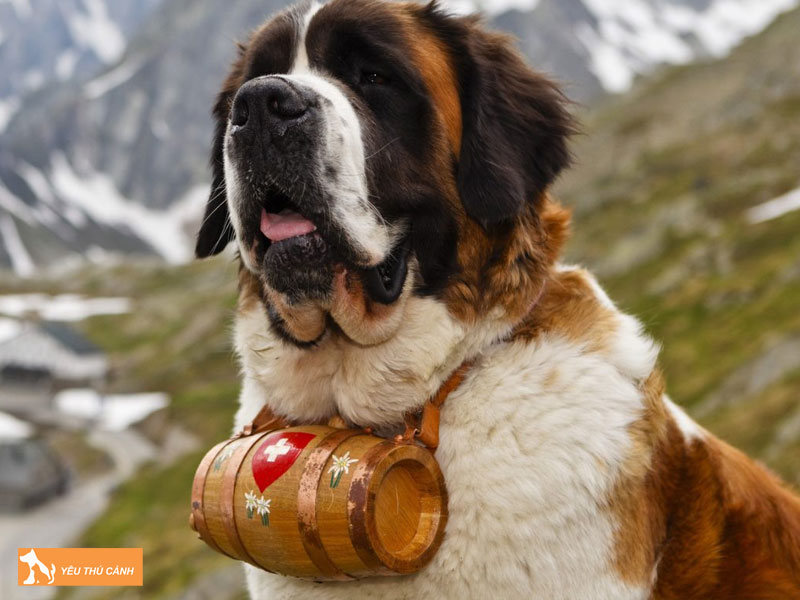 Cho-saint-bernard-thucanh