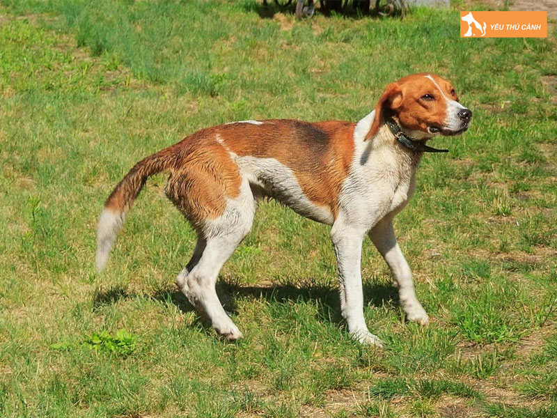 Cho-san-duc-la-giong-cho-gi-thucanh