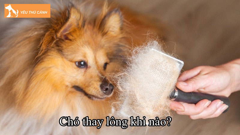 Chó thay lông khi nào? Kinh nghiệm chăm sóc đúng cách Chó thay lông khi nào? Kinh nghiệm chăm sóc đúng cách