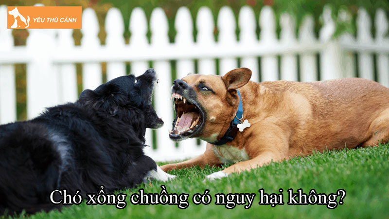 Chó xổng chuồng có nguy hại không? Nguyên nhân và cách xử lý Chó xổng chuồng có nguy hại không? Nguyên nhân và cách xử lý
