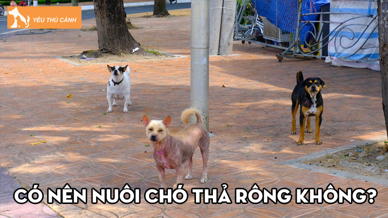 Có nên nuôi chó thả rông không? Hệ lụy và giải pháp xử lý