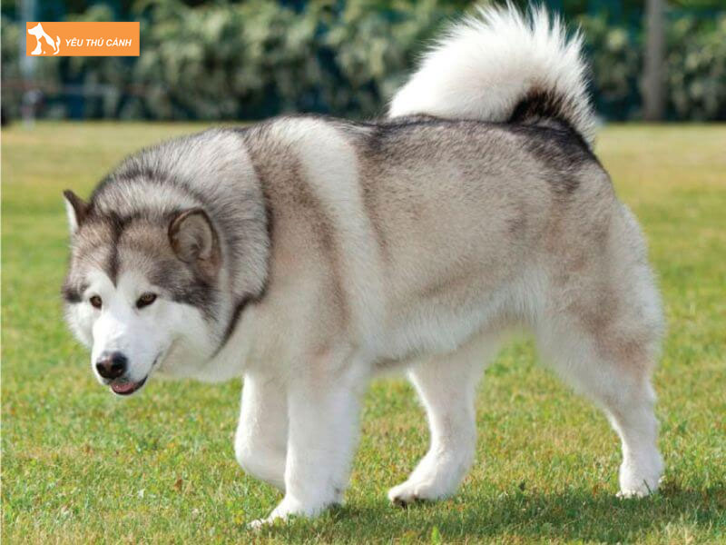 Dac-diem-cua-alaska-standard-thucanh