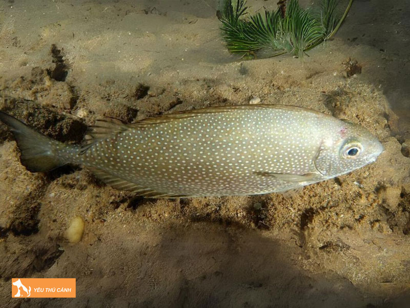 Dac-diem-cua-ca-kinh-thucanh