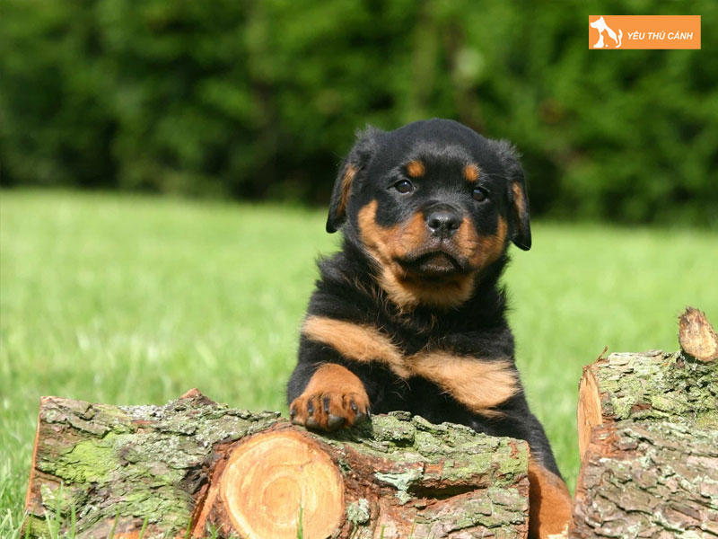 Dac-diem-cua-cho-becgie-lai-rottweiler-thucanh