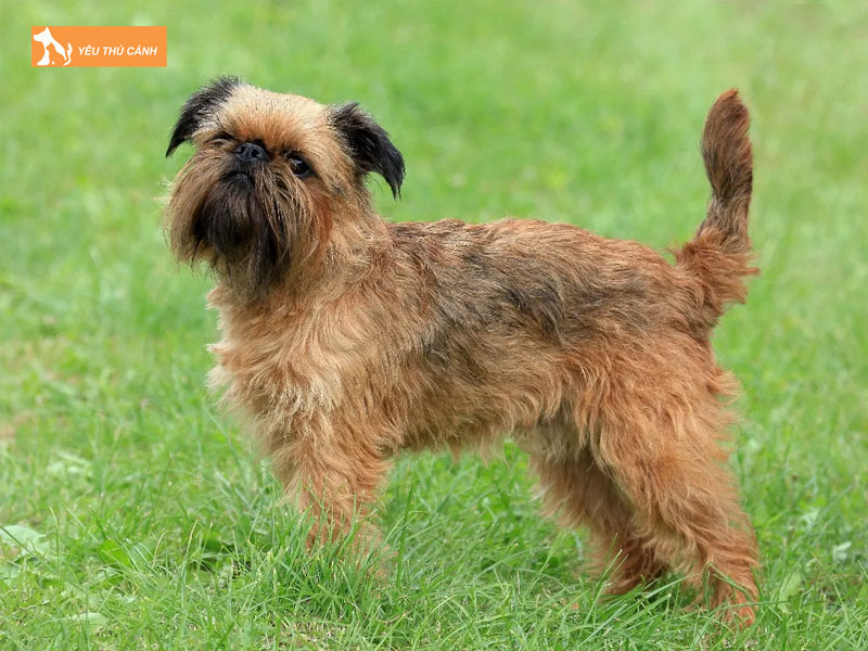Dac-diem-cua-cho-chan-cuu-griffon-brussels-thucanh