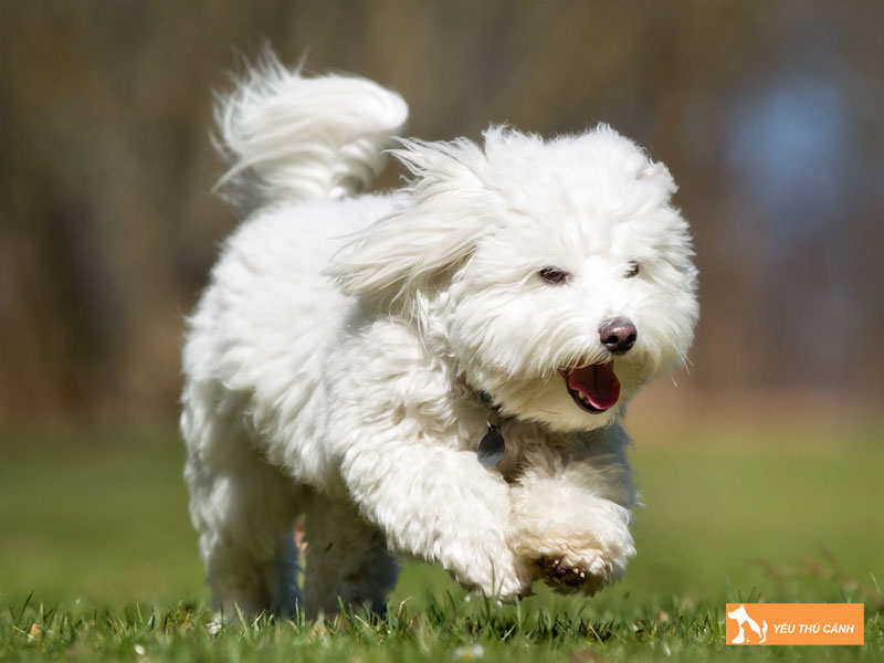 Dac-diem-cua-cho-coton-de-tulear-1-thucanh
