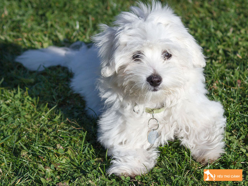 Dac-diem-cua-cho-coton-de-tulear-thucanh