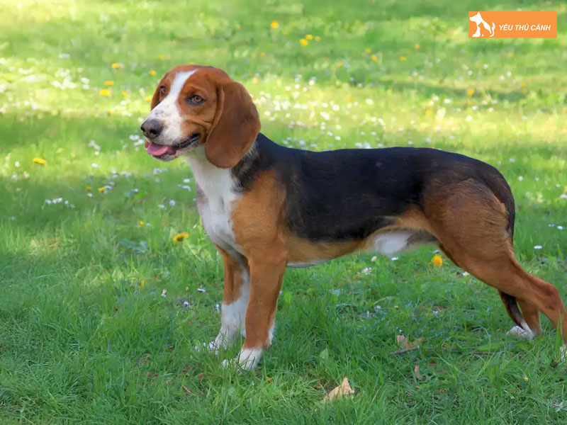 Dac-diem-cua-cho-san-duc-thucanh