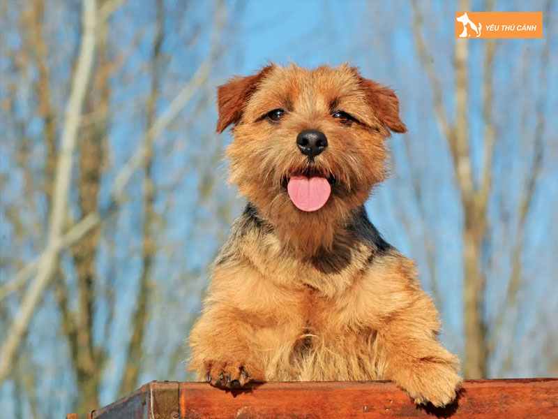 Dac-diem-cua-cho-suc-norfolk-1-thucanh