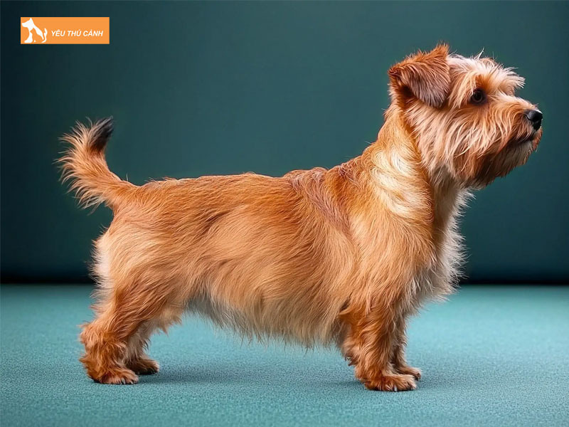 Dac-diem-cua-cho-suc-norfolk-thucanh