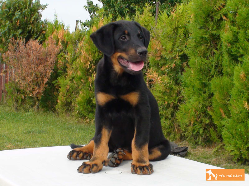 Dac-diem-cua-giong-cho-becgie-phap-thucanh