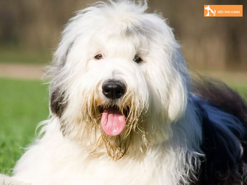 Dac-diem-cua-giong-cho-chan-cuu-anh-co-1-thucanh