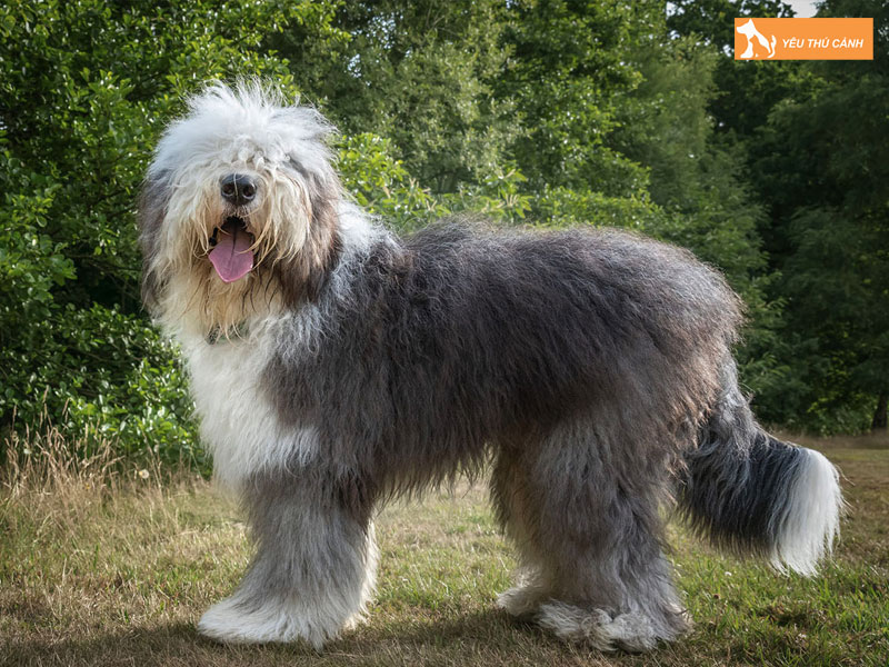 Dac-diem-cua-giong-cho-chan-cuu-anh-co-thucanh