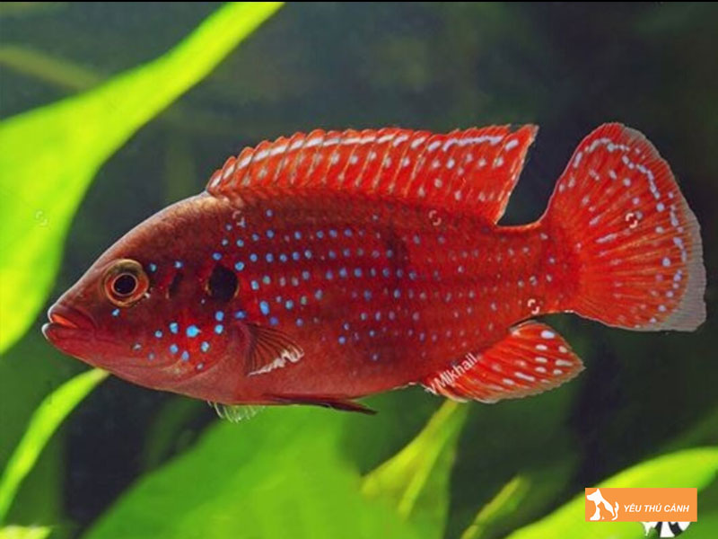 Doi-net-ve-ca-kim-cuong-do-thucanh