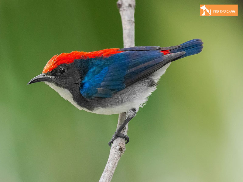 Doi-net-ve-chim-sau-lung-do-thucanh