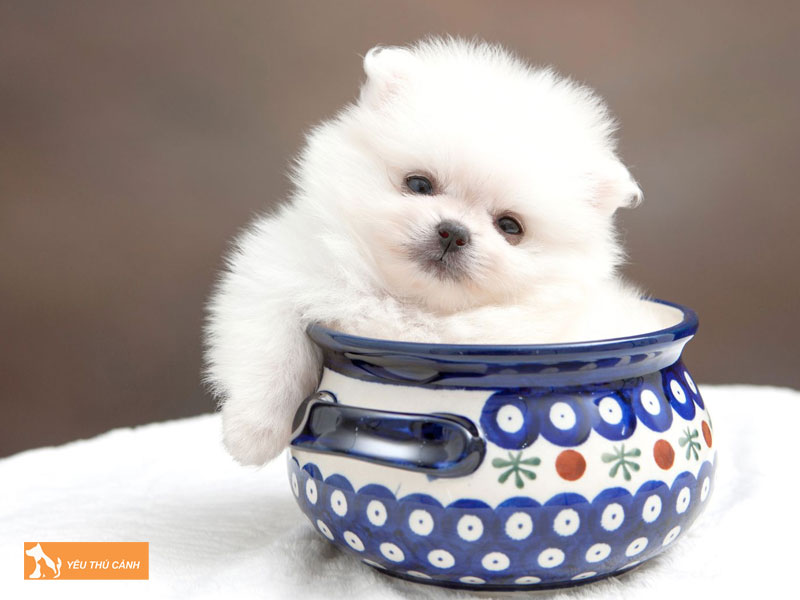 Gia-ban-cho-teacup-thucanh