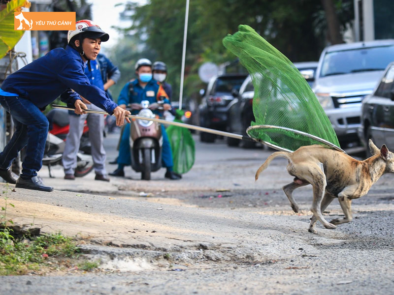 Giai-phap-xu-ly-tinh-trang-nuoi-cho-tha-rong-thoa-dang-thucanh