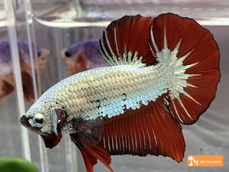 Gioi-thieu-chung-ve-ca-betta-samurai-thucanh